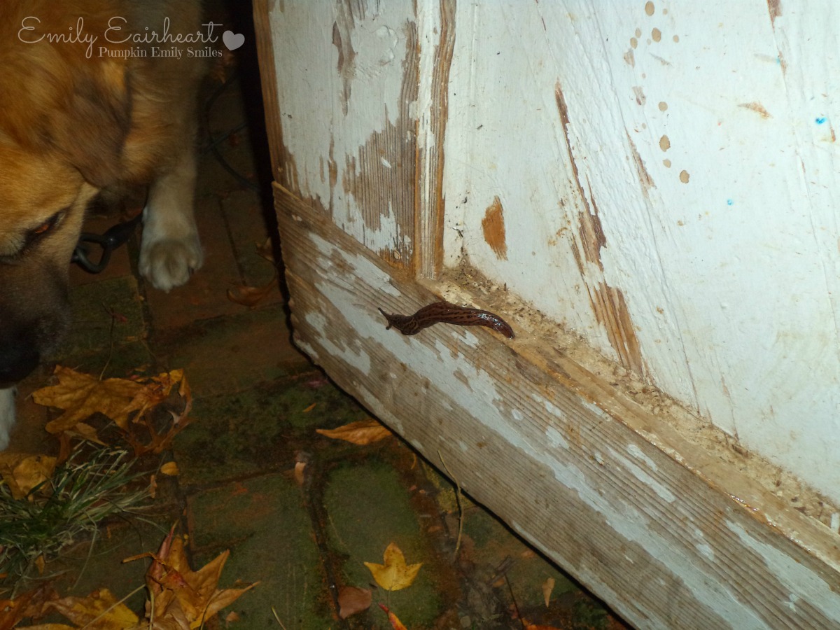 A slug on a door.