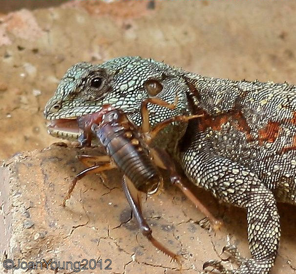 South African Photographs: Agama Lizard and cricket drama