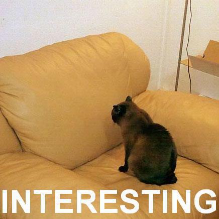 interesting-sofa-cat-cats-kitten-kitty-pic-picture-funny-lolcat-cute-fun-lovely-photo-images.jpg