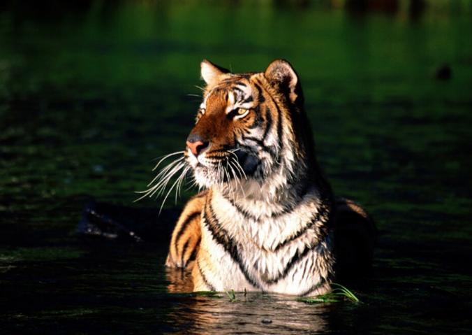 bangladesh royal bengal tiger bangladesh royal bengal tiger