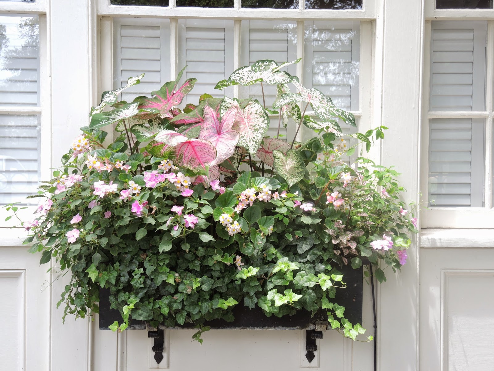 JLL DESIGN: Taking a Stroll: Window Boxes