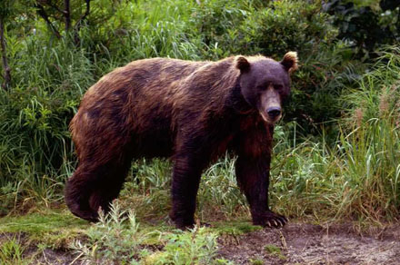 Kamchatka Brown Bear Brown Bear