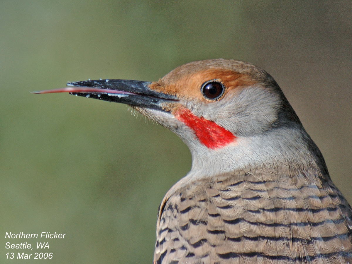 northwest nature notes the ant eating woodpecker northwest nature notes the ant eating woodpecker