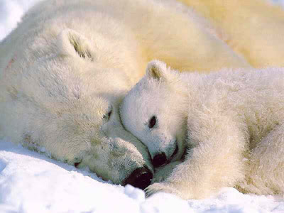 Arctic Polar Bear
