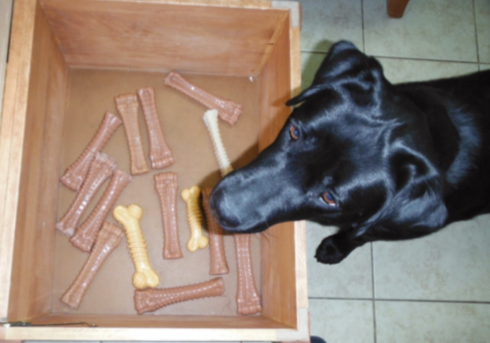 This shot is taken from above, looking down into a wooden box with about 14 large Nylabone dog toys in the bottom of it. A black lab's head is over the right edge of the box, the dog is standing on white tile.