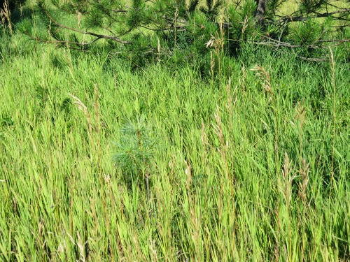 baby white pine