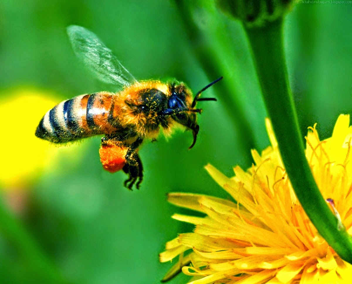 Beautiful Wallpapers: Bee HD Wallpaper