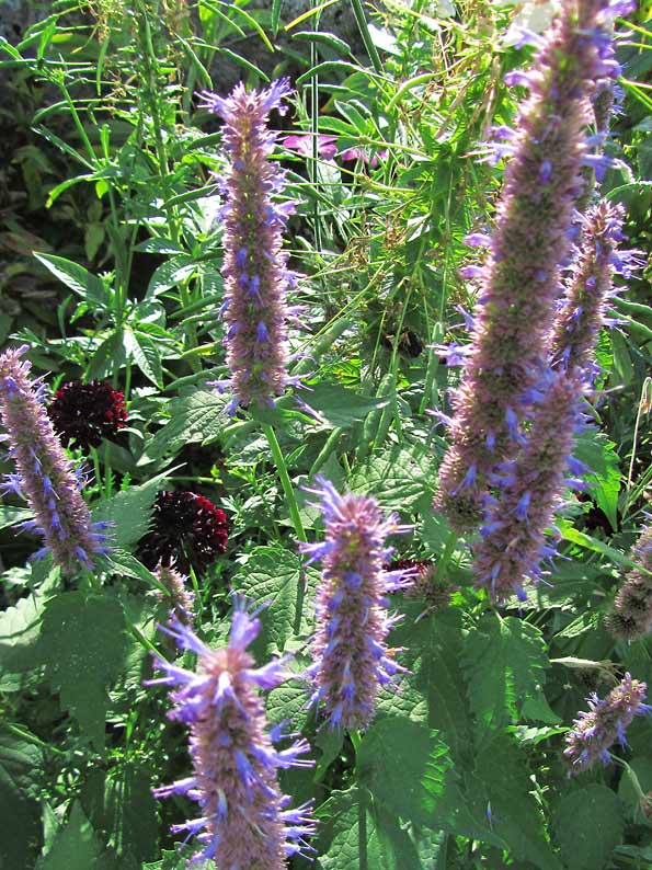 Girls Gardening in France Dog Days