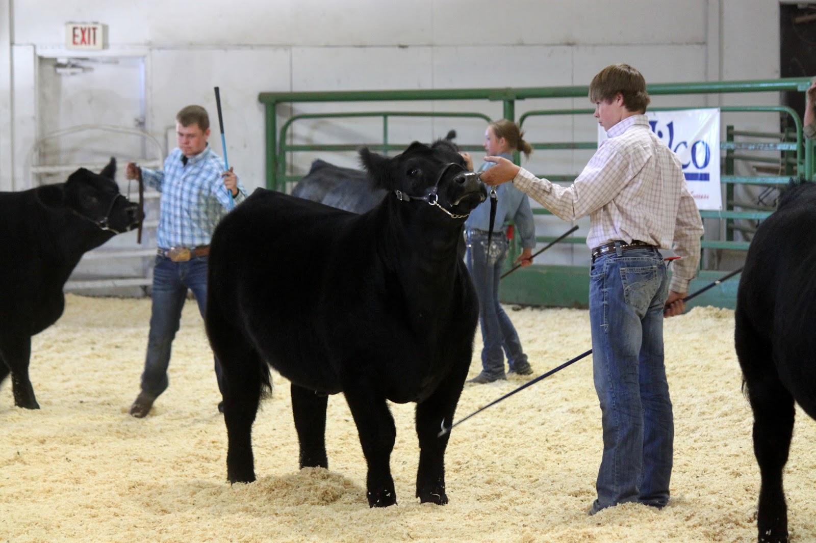 Why showing cattle matters.