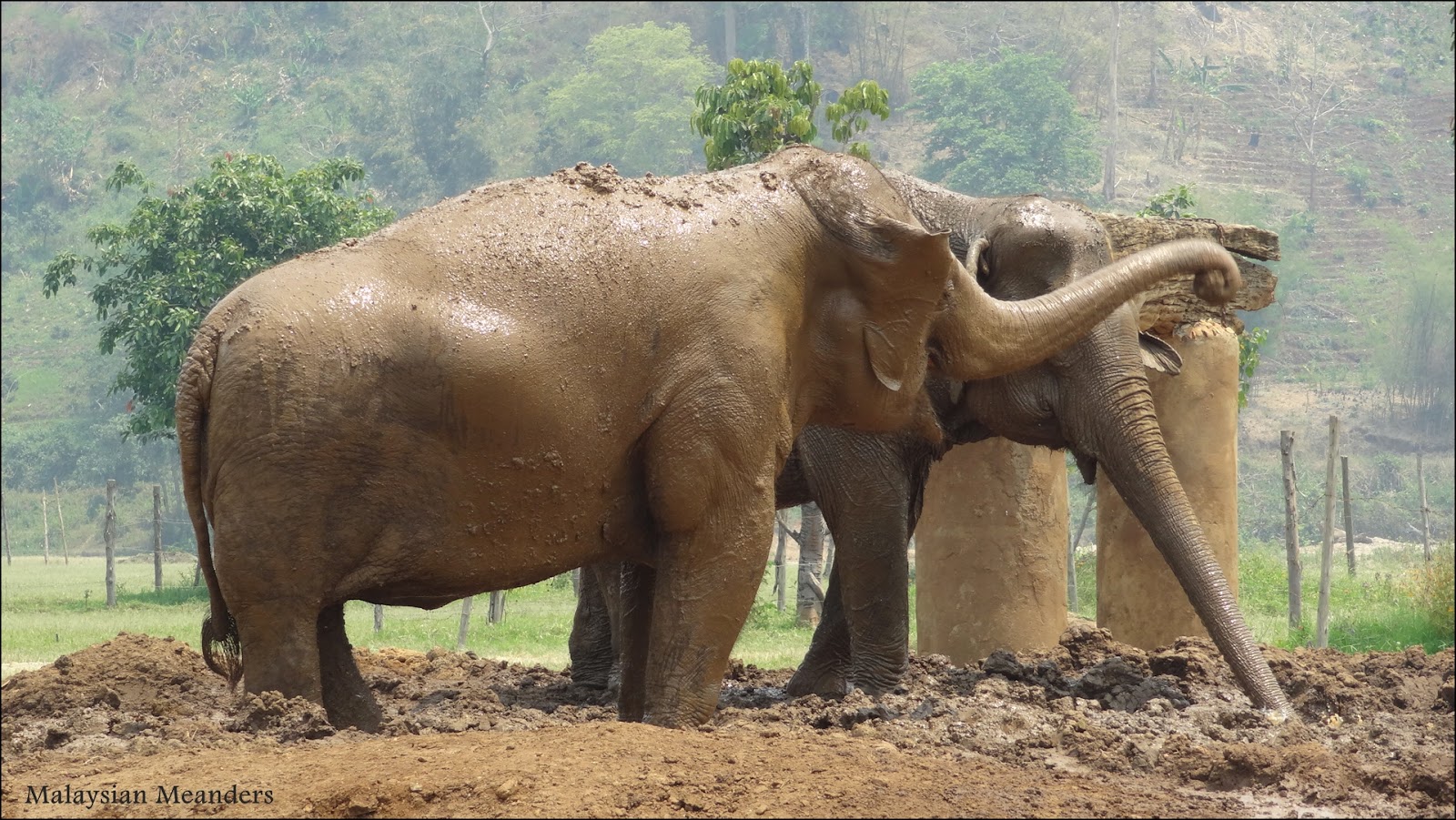 Malaysian Meanders Dirty, Hungry Elephants