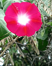 Mi foto