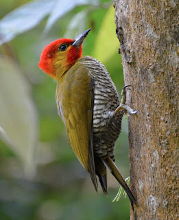 Yellow-Throated Woodpecker, Piculus flavigula