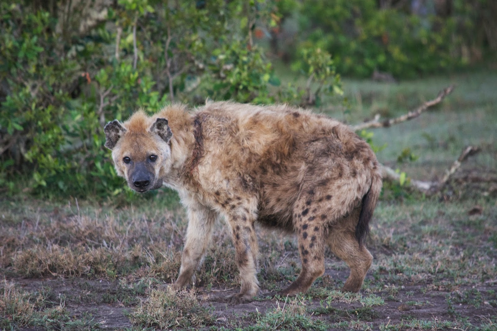 Notes From Kenya: MSU Hyena Research: Things Hyenas Survive