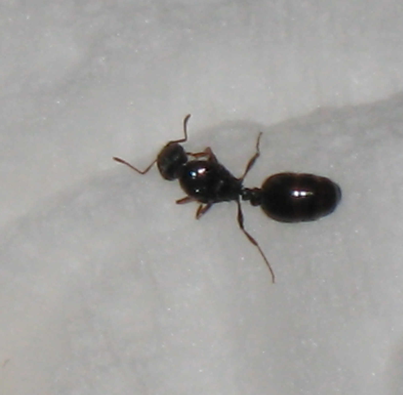 Black Ants With Wings Bites