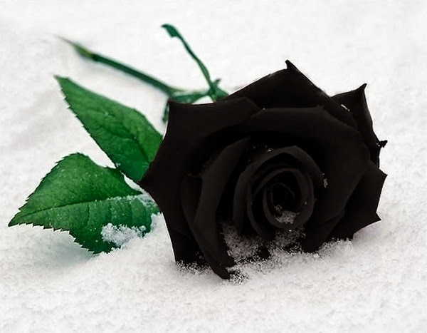 Beautiful Black Rose Wallpapers Free Download