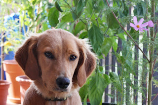 flusti perrita bordadora