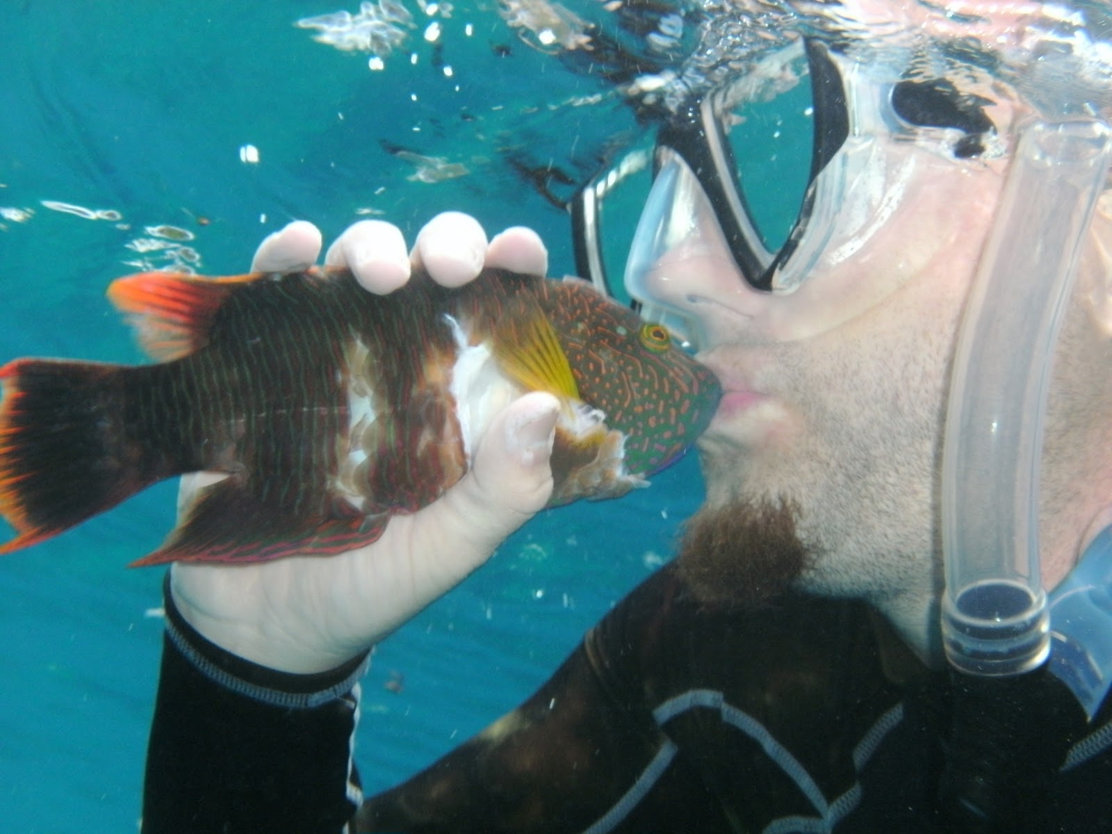 Knee Deep In Saipan Spear fishing in Saipan