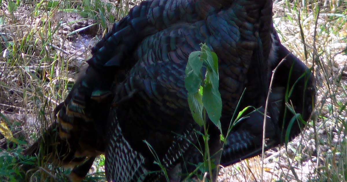 Sandy's Ramblings Lost Turkey, Reward Offered