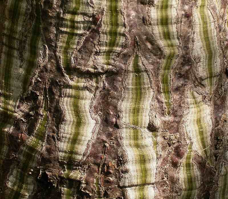 Trees Pseudobombax ellipticum Shaving Brush Tree