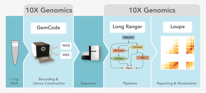 coregenomics ten x updated rare disease anlaysis made 10x genomics