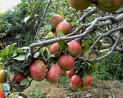 budidaya buah apel dunia tanaman budidaya buah apel dunia tanaman