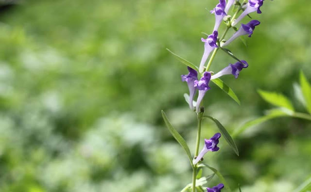 Baikal Skullcap Flowers Pictures