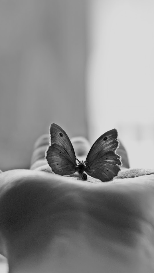 Butterfly In My Hand Infrared Grey Black And White Android Wallpaper