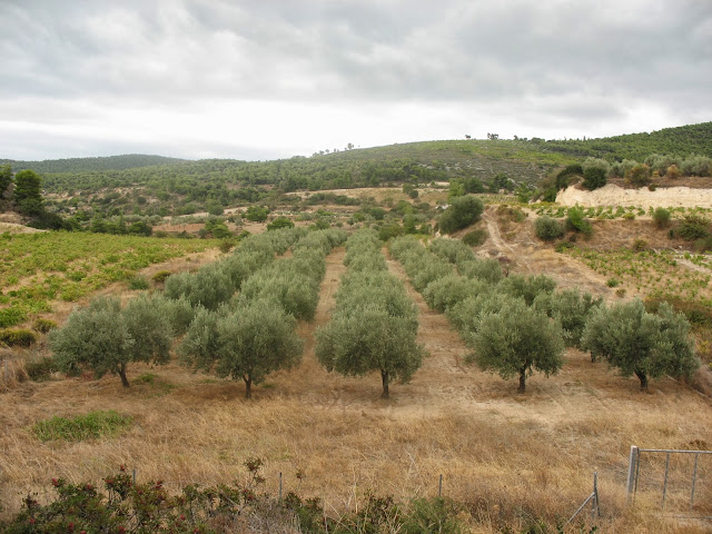 Κριτήρια εγκατάστασης νέων ελαιώνων Κριτήρια εγκατάστασης νέων ελαιώνων
