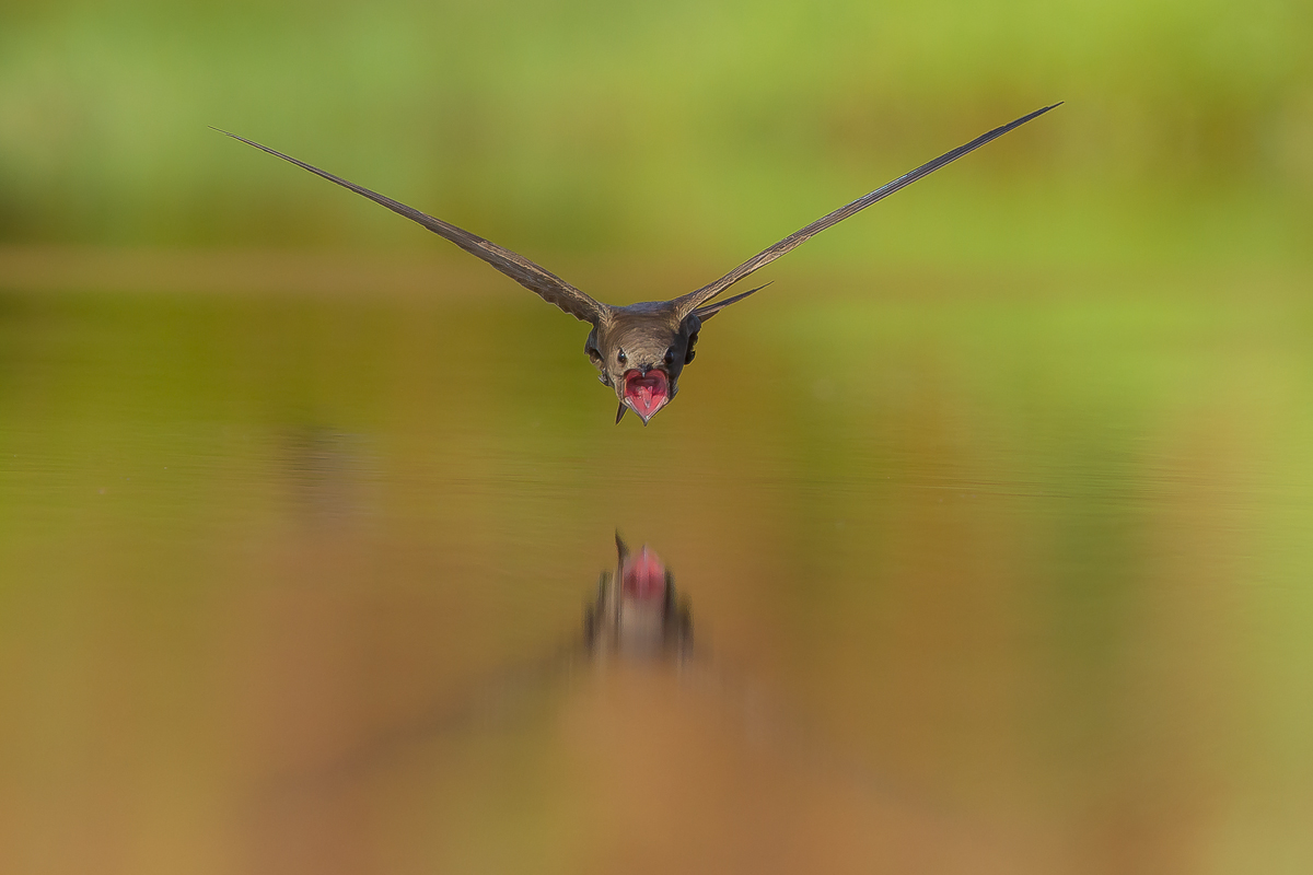 nikos fokas photopraphy blog hbw world bird photo contest nikos fokas photopraphy blog hbw world bird photo contest