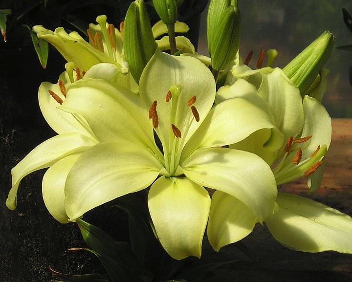 Flower Homes Asiatic Lily Flowers