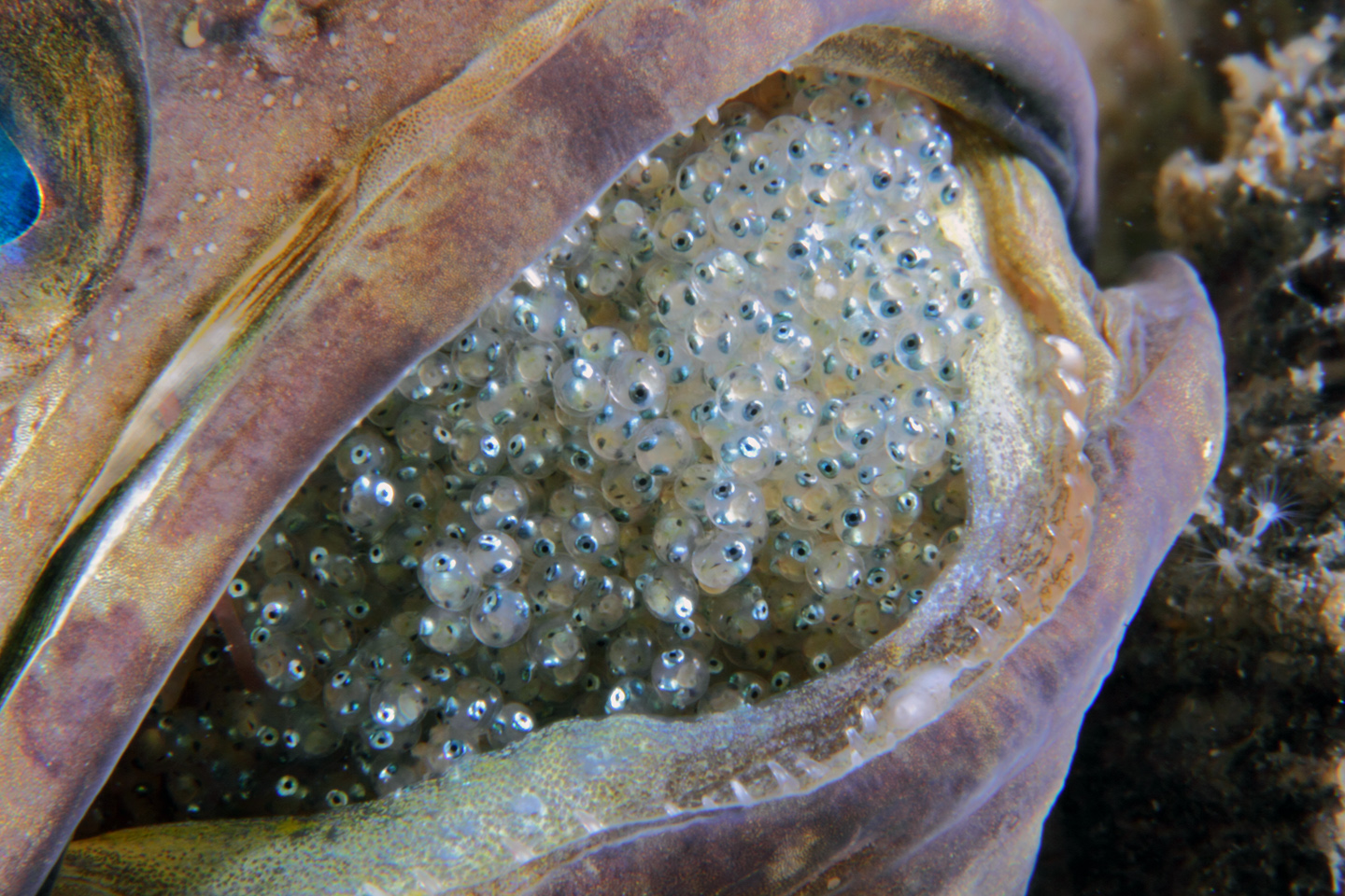 Real Monstrosities Jawfish