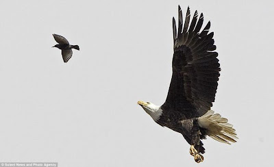 صورة نادرة لنسر يطير و يلتقط فريسته في الهواء