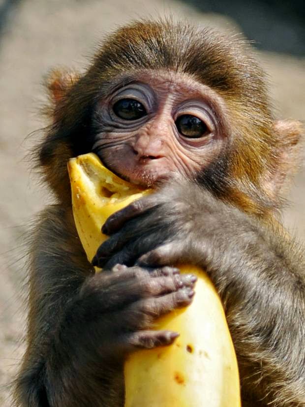 Who Dash Monkey Banana? PublicWellness Group