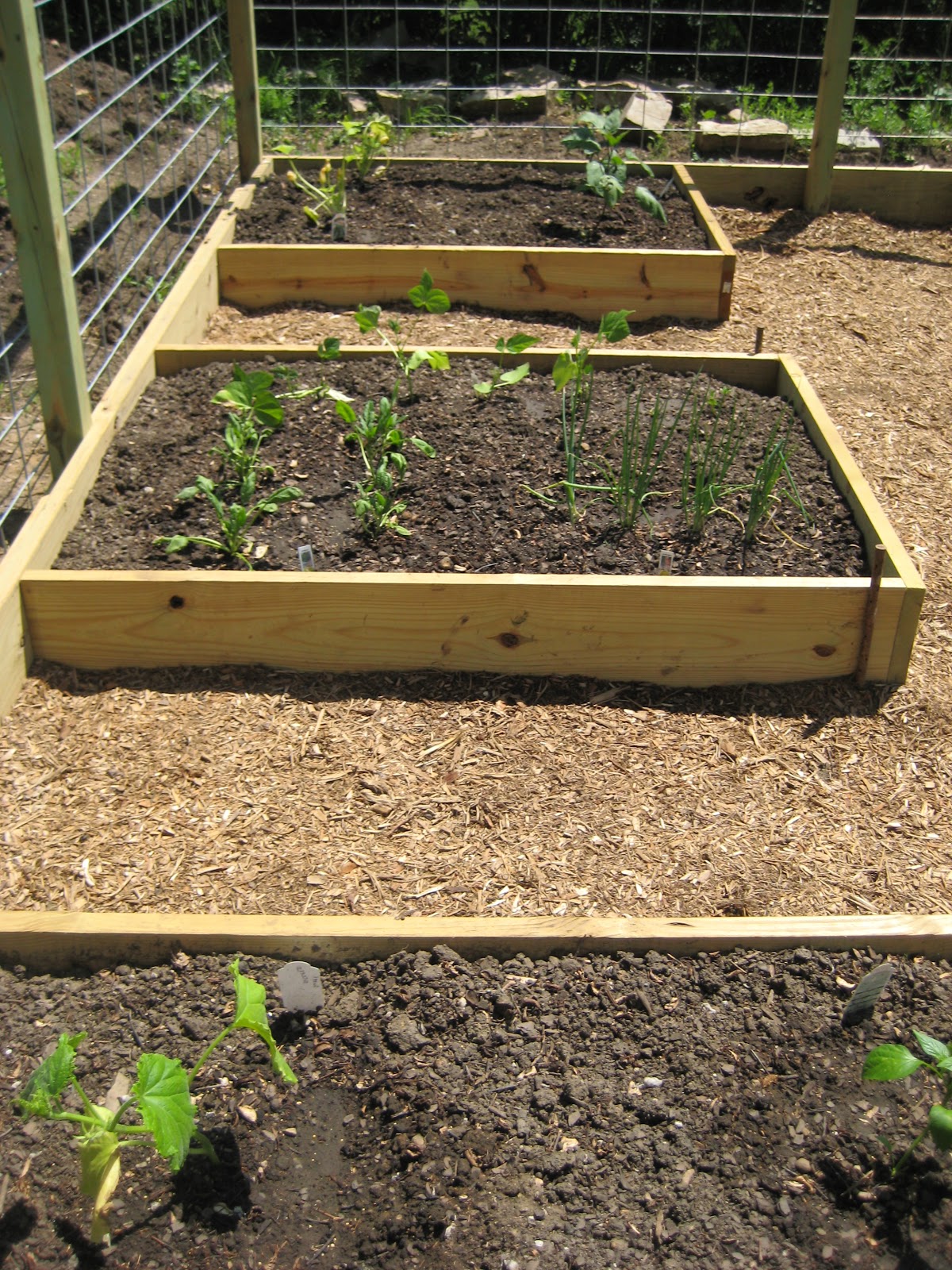 GlasderBuilding Raised Bed Gardening Beautiful and Organized