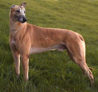 Grey Hound Dog Pictures