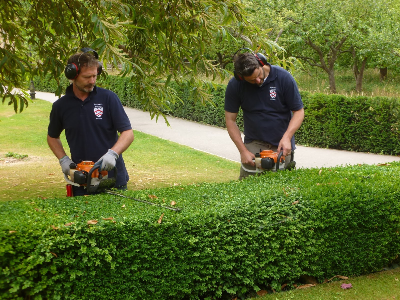 Worcester College Gardeners 20092018 A Morning Of Cutting Box Hedging