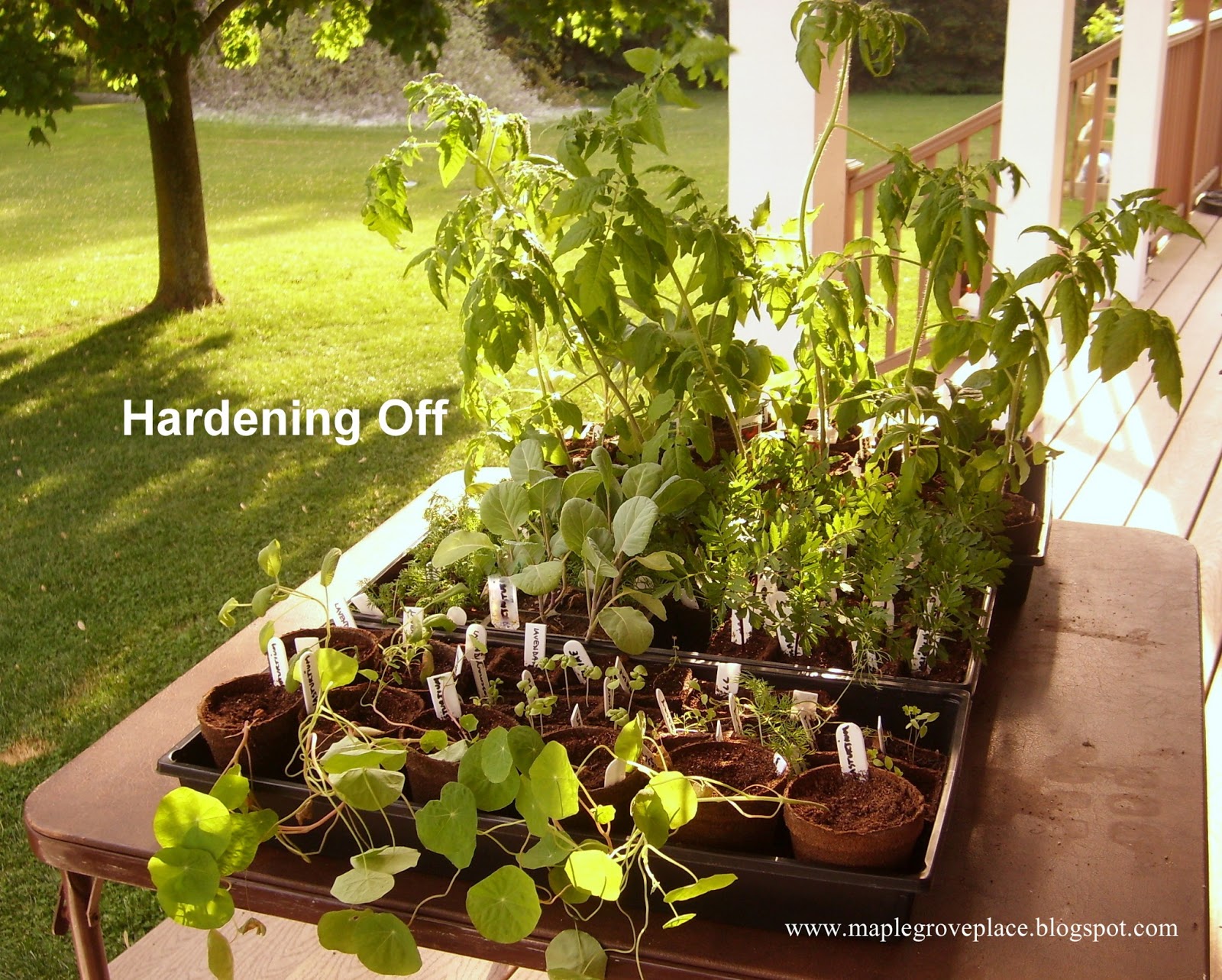Maple Grove Transplanting Seedlings and Planting Seeds Outdoors