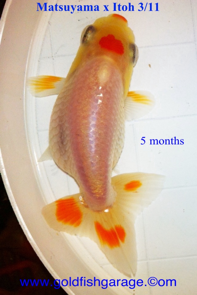 koi-pond-fish-filter-aqua-ultraviolet-ultima-ii.jpg
