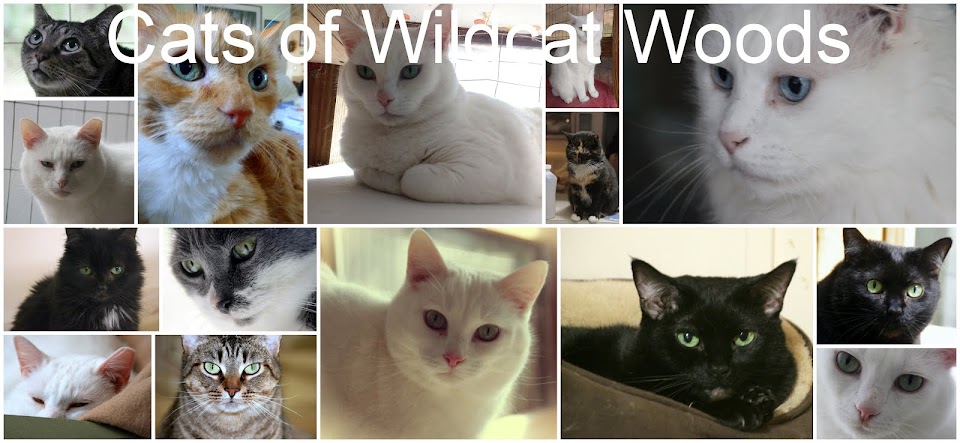 Cats of Wildcat Woods