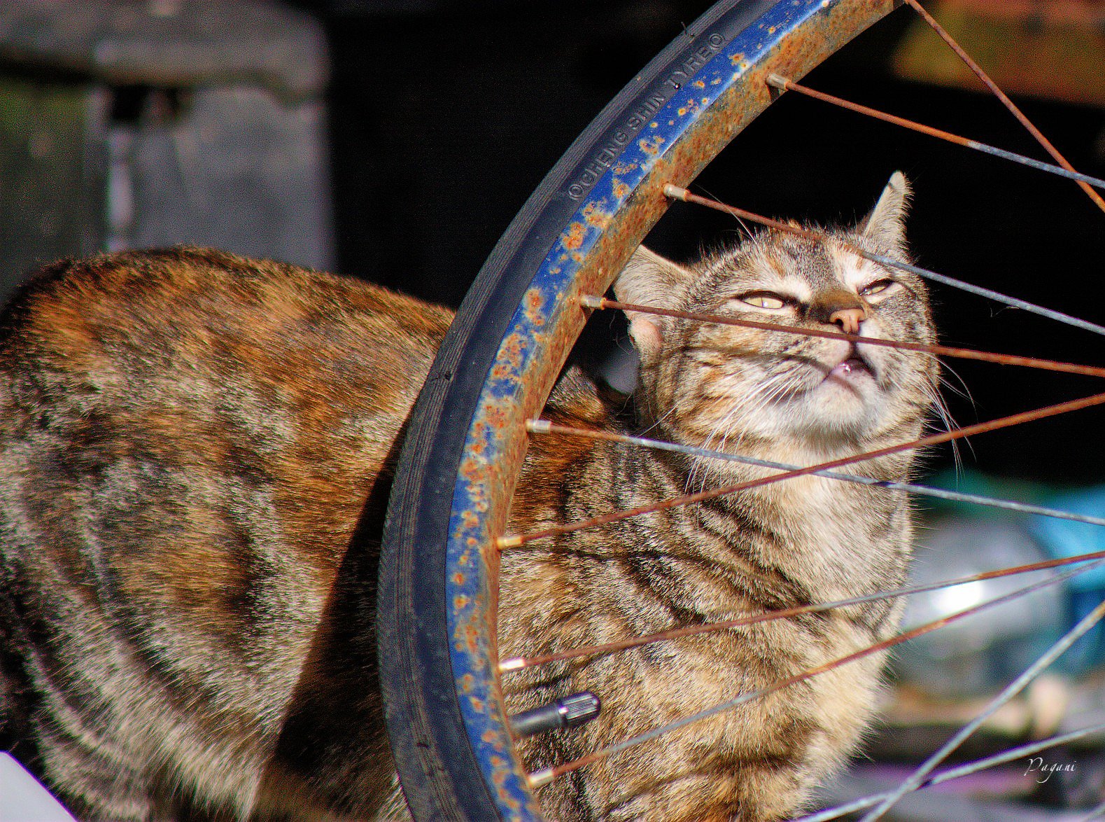 Inspecting Bicycle Wheel The Feral Life Cat Blog