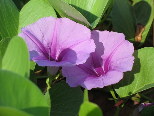 Tumbuhan Menjalar ~ Rangkuman Pengetahuan Alam Lengkap