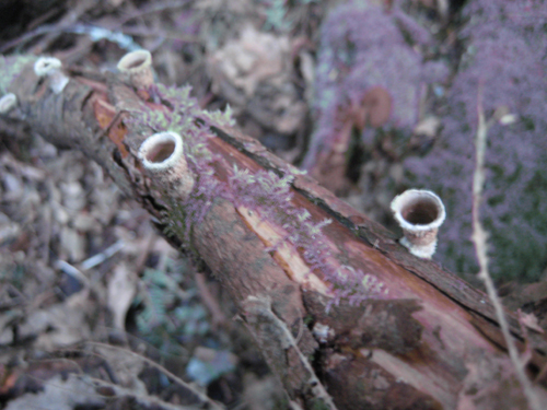 fungi, mushrooms, fungus