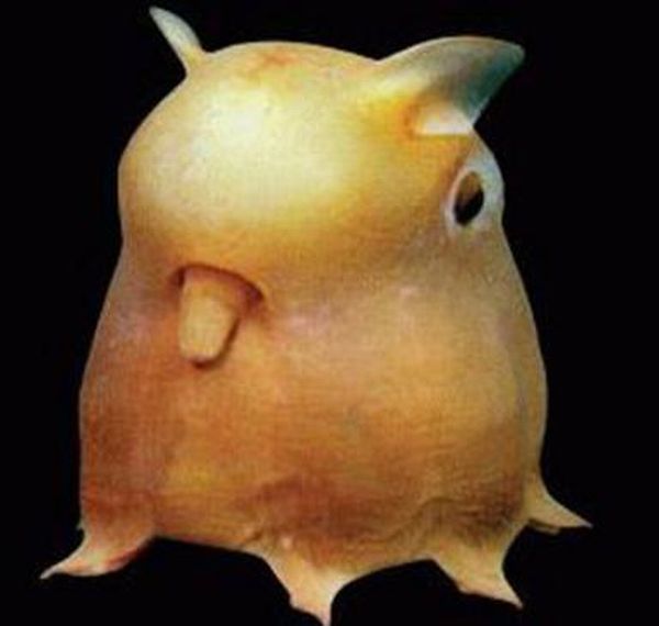 Blobfish – The Blobfish Baby is the world's ugliest animal - Hindustan Times