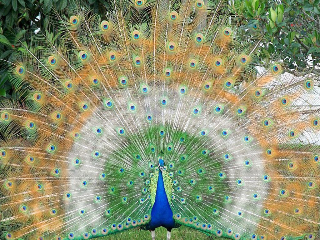 Beautiful Indian Peacock Bird Wallpaper | Wallpaper ME