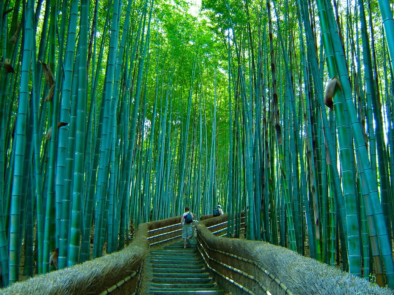Gadis MaY_RaH Sagano Bamboo Forest, Japan