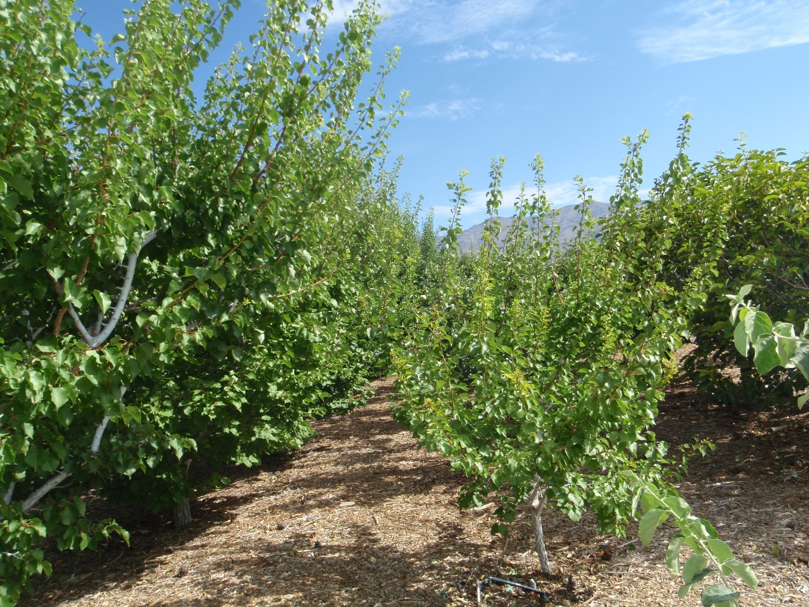 Xtremehorticulture of the Desert Tree Leaning Due to Shade