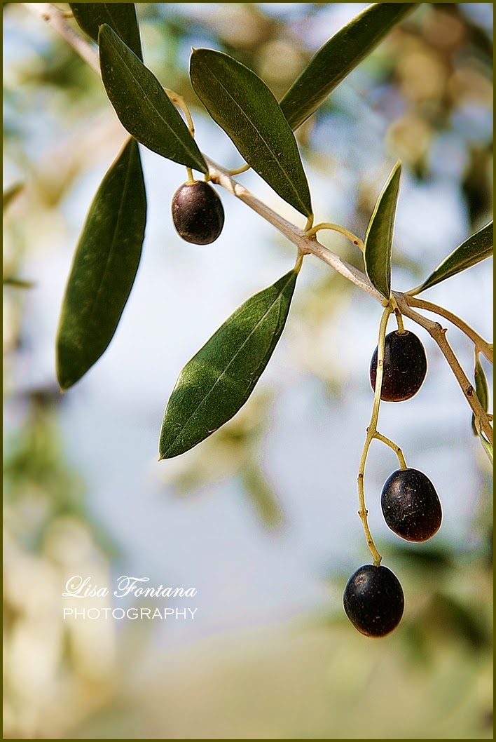 #DEDICATOAME Viaggio alla scoperta dell’Olio d’Oliva. Una degustazione guidata all’Emporio F.lli Carli di Imperia – #DEDICATOAME Journey to the discovery of Olive Oil. A tasting day at the Emporio of F.lli Carli Imperia