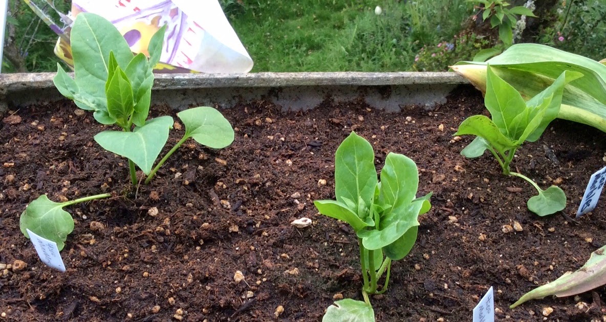 Growing Greener in the Pacific Northwest Four O'Clocks / Mirabilis. 5.3.14