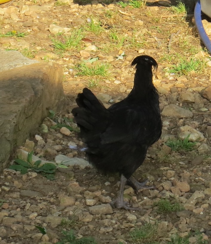 Dirt Road Lives Saturday Chickens