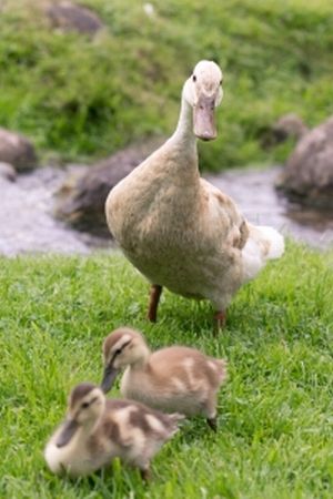 How To Raise Geese: Feeding Geese The Right Way - What You Should Know